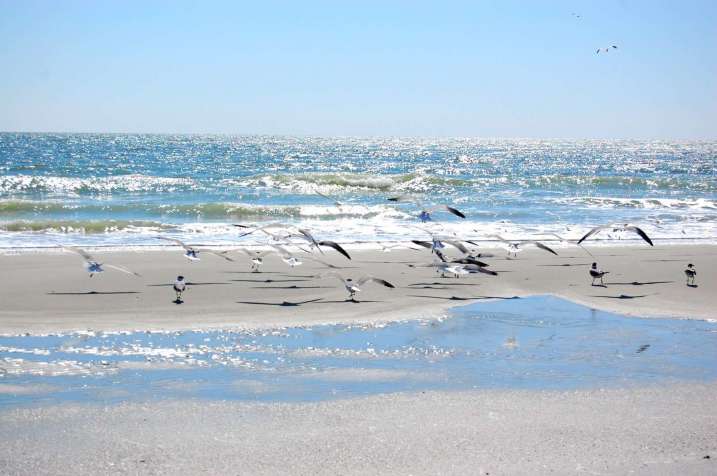 birds on the beach