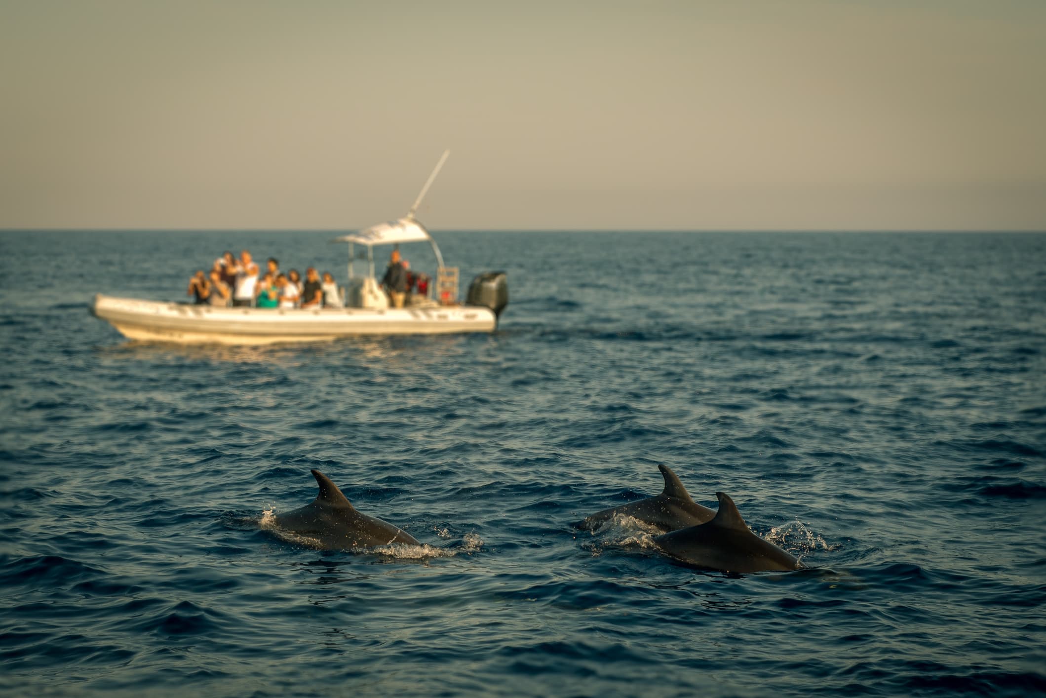 dolphin tour